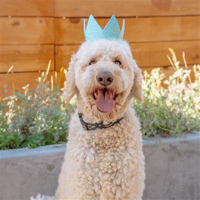 Blue Party Crown